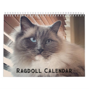 Calendrier des chats Ragdoll