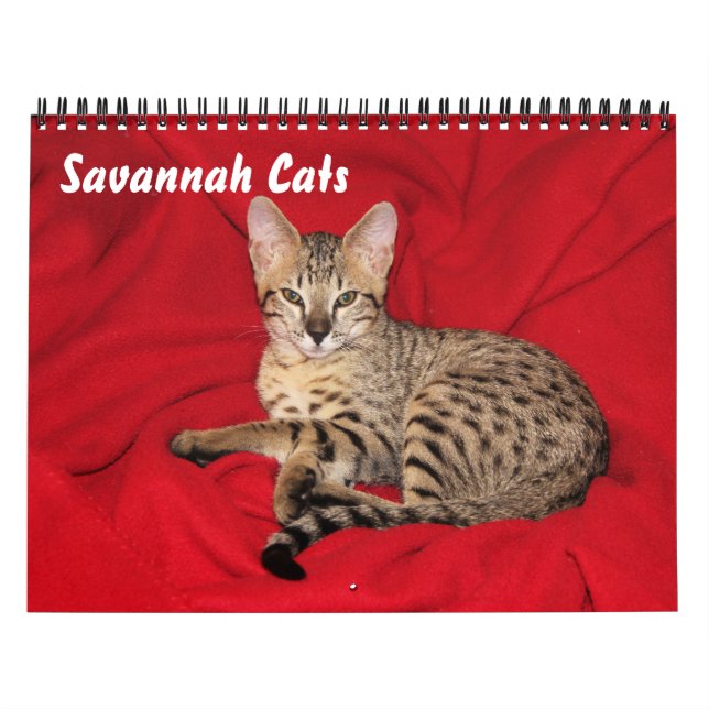 Calendrier des chats Serval Savannah (Protection)