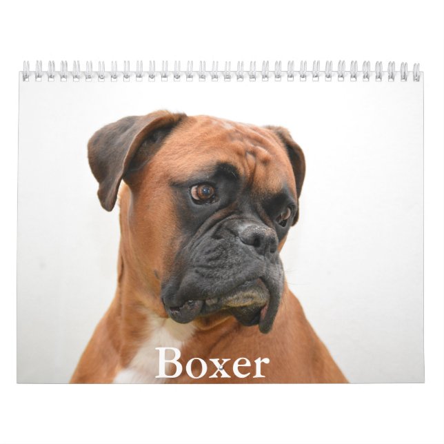 Calendrier des chiens de boxe (Protection)