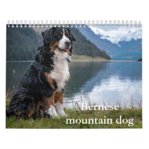 Calendrier des chiens de montagne bernois