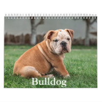 Calendrier des chiens de taureau