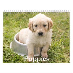 Calendrier des chiots