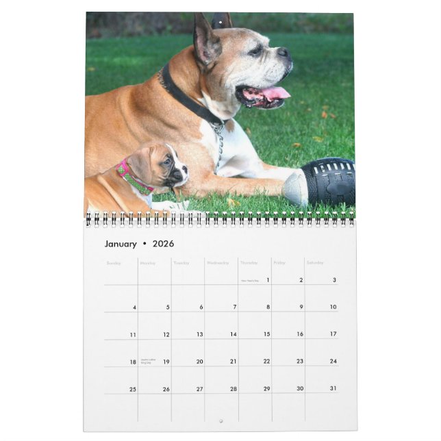 Calendrier des chiots 2012 de boxeur (Jan 2026)