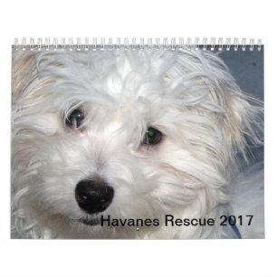 Calendrier des chiots 2014 de Havanese de