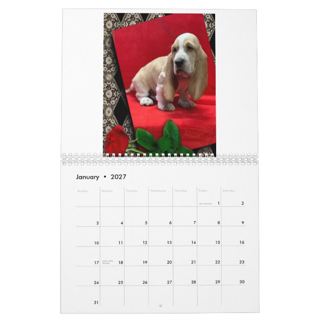 Calendrier des chiots de Basset hound (Jan 2027)