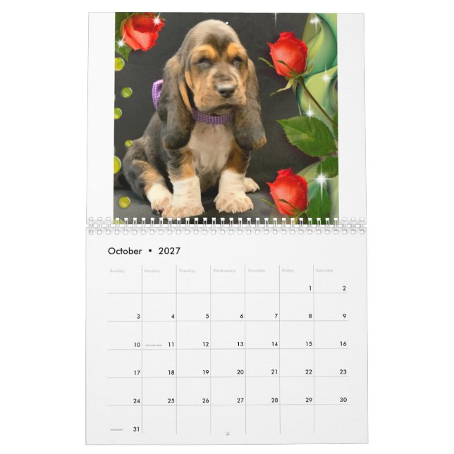 Calendrier des chiots de Basset hound (Oct 2027)