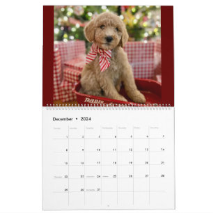 Calendrier des chiots Goldendoodle