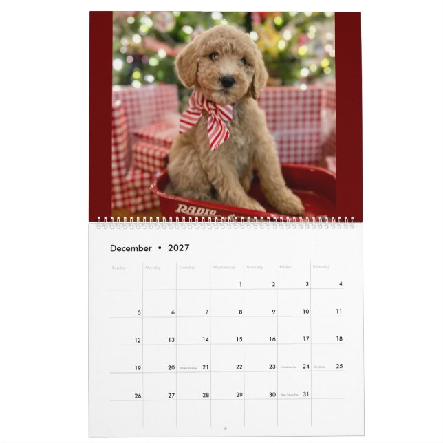 Calendrier des chiots Goldendoodle (Dec 2027)