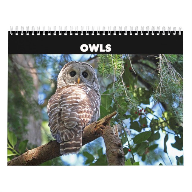 Calendrier des Chouettes sauvages (Protection)