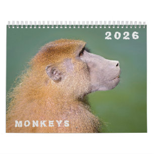 Calendrier des différents singes