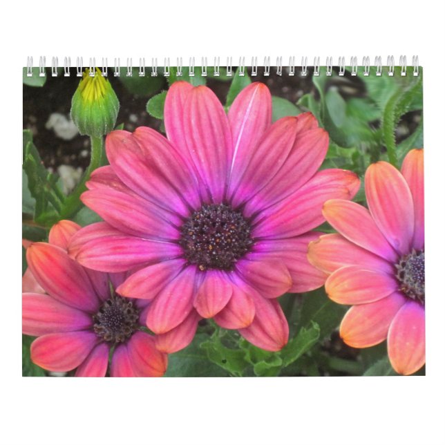 Calendrier des fleurs (Dos)