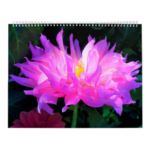 Calendrier des fleurs Dahlia 2024