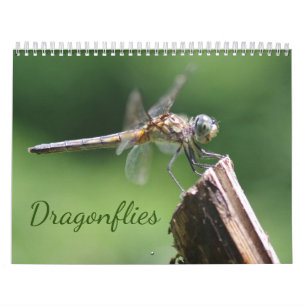 Calendrier des libellules