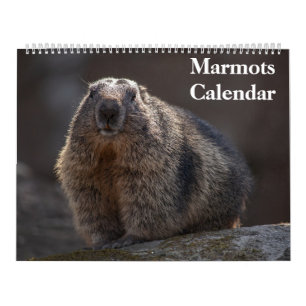 Calendrier des marmottes 2025