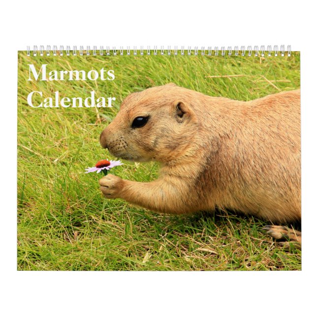 Calendrier des marmottes 2025 (Protection)