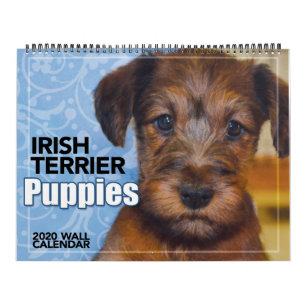 Calendrier des Murs de Terrier Puppies 2020 en Irl