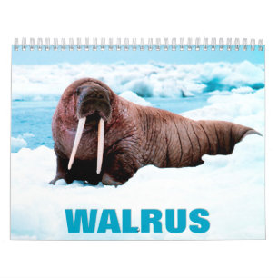 Calendrier des murs de Walrus