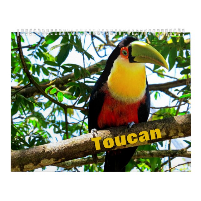 Calendrier des oiseaux du Toucan (Protection)