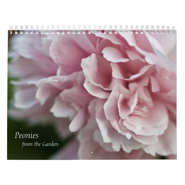 Calendrier des pivoines (Protection)