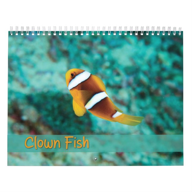 Calendrier des poissons clowns - Poisson anémone (Protection)