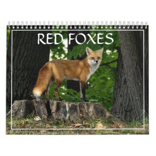 Calendrier des renards rouges