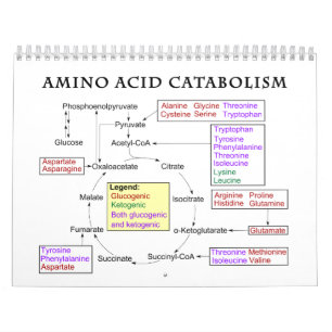 Calendrier Diagramme de catabolisme des acides aminés