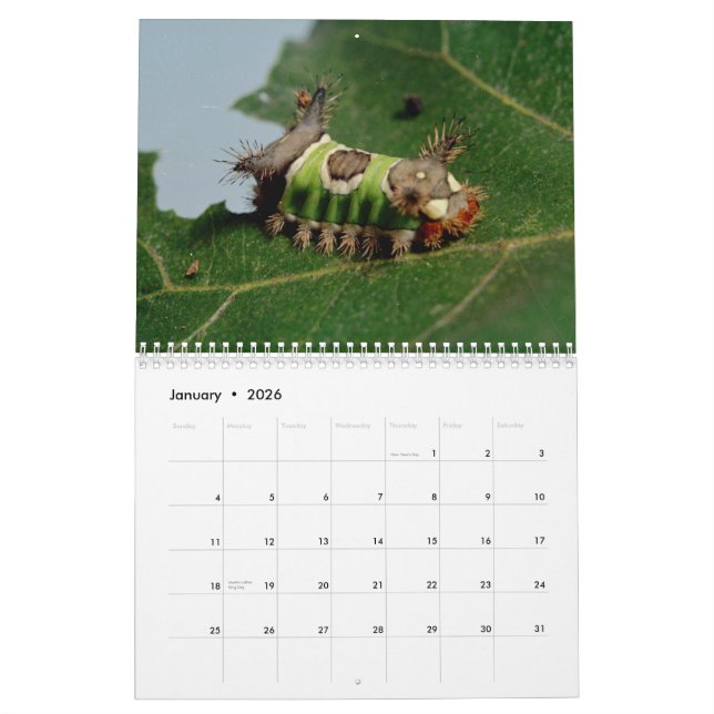 Calendrier d'insectes (Jan 2026)