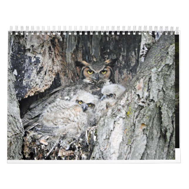 Calendrier Divers oiseaux et canards (Protection)