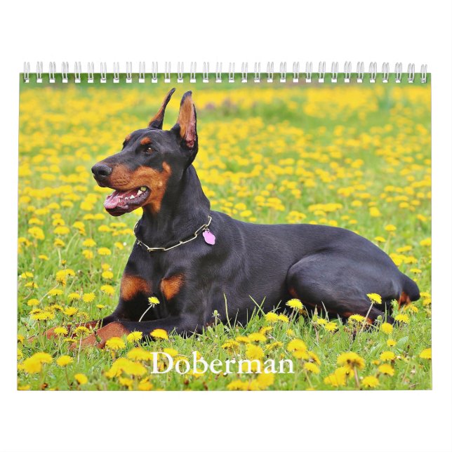 Calendrier Doberman Dog (Protection)
