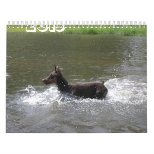 Calendrier Dobermann 2013 Calendrier-révisé nov.