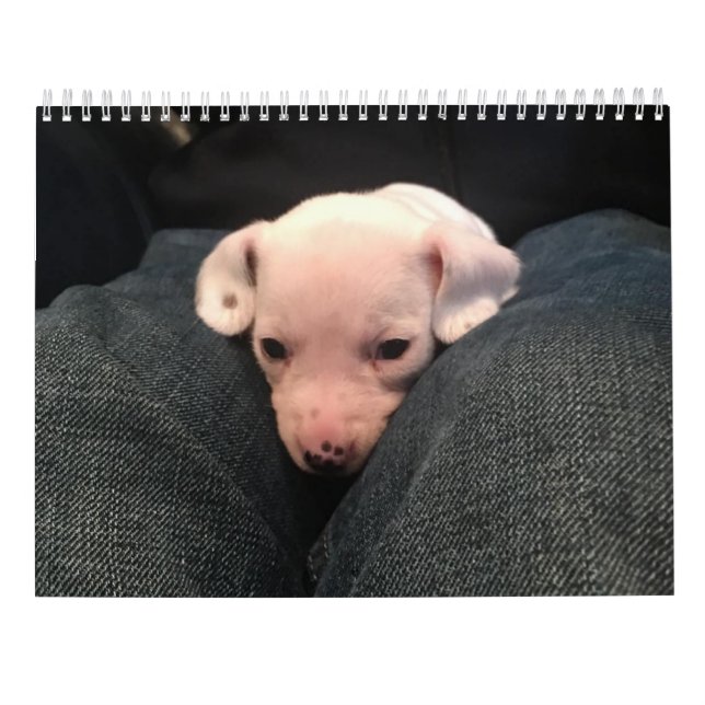 Calendrier double Dachshund (Dos)