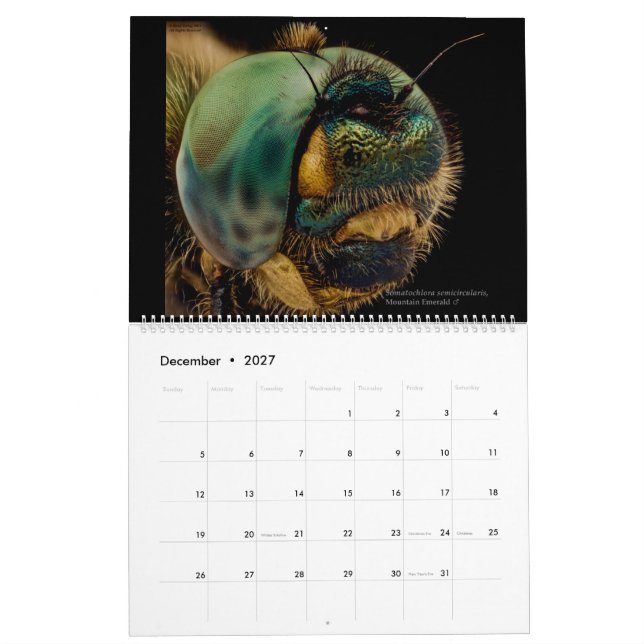 Calendrier Dragonflies 2022 (Dec 2027)