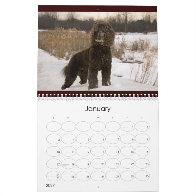 Calendrier du caniche 2011 standard (Jan 2027)