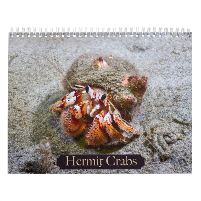 Calendrier du crabe hermite (Protection)