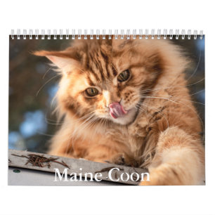 Calendrier du Maine Coon