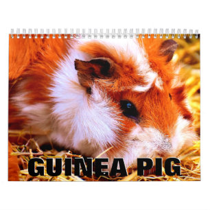 Calendrier du mur de porc de Guinée
