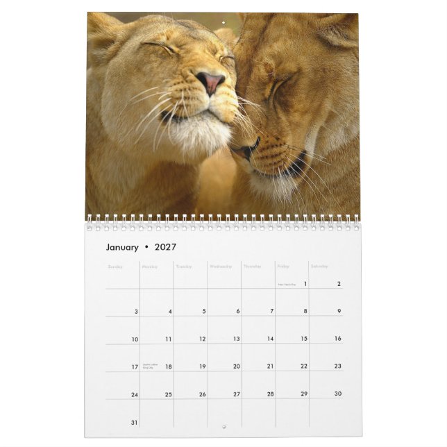 Calendrier du mur des lions (Jan 2027)