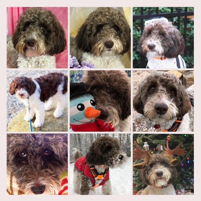 Calendrier Duke le Labradoodle (Créateur téléchargé)