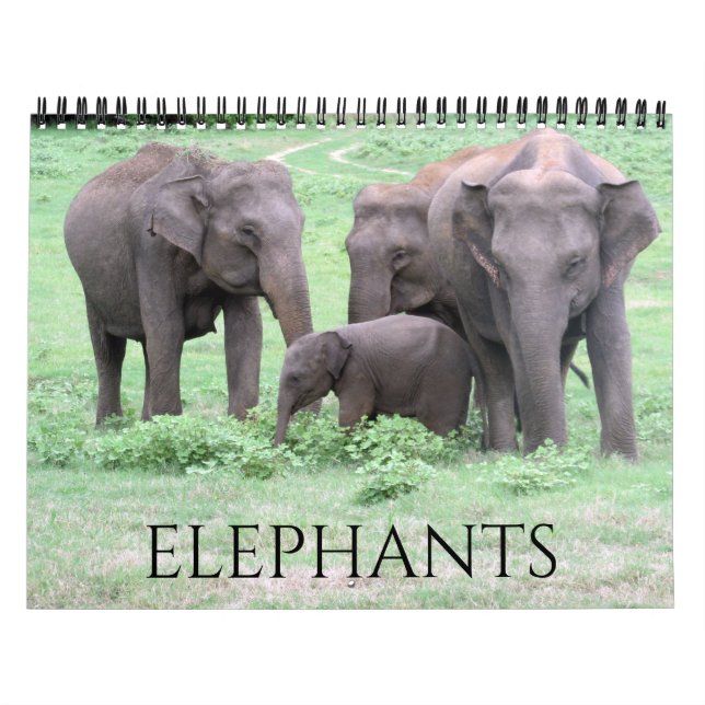 Calendrier éléphants 2026 (Protection)