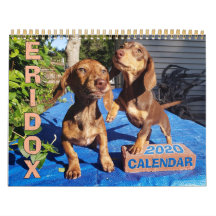 Calendrier Eridox Dachshunds 2020