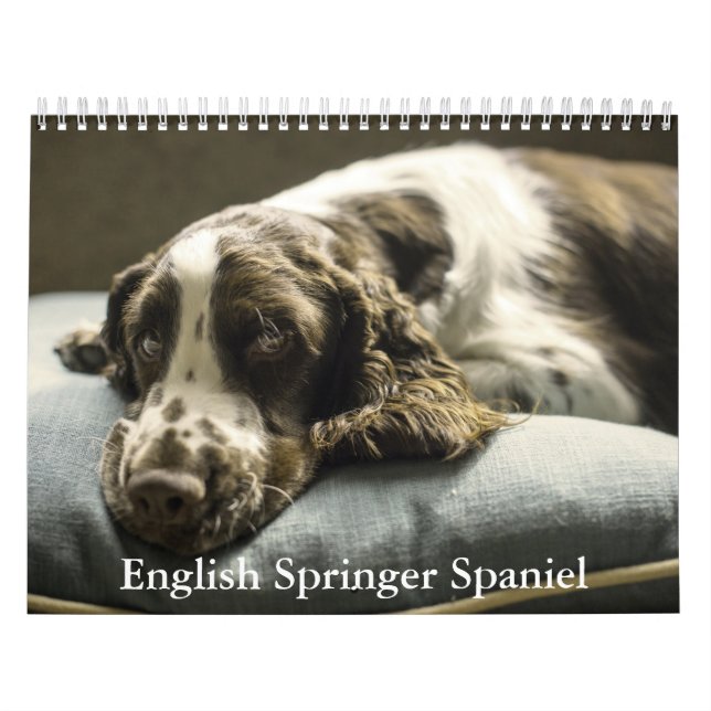 Calendrier espagnol Springer anglais (Protection)