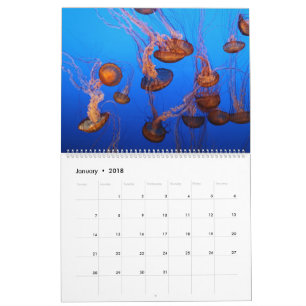 Calendrier Espèce marine