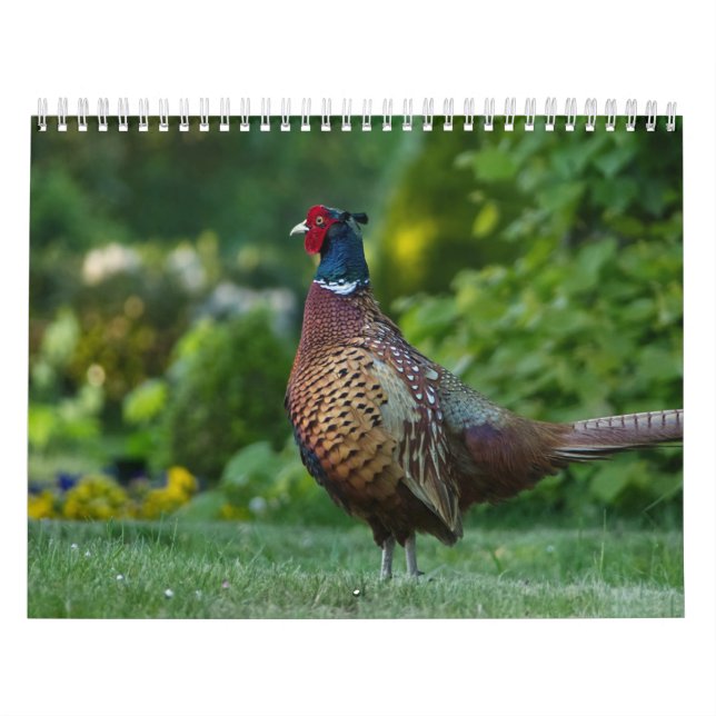 Calendrier Faisan, Calendar Pheasant (Protection)