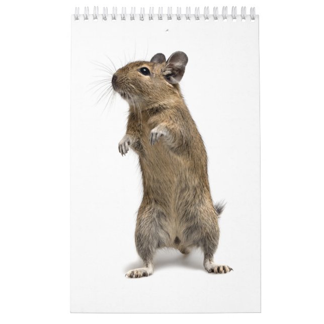 Calendrier Famille de Degu (Protection)