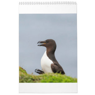 Calendrier Faune écossaise, sauvage et libre