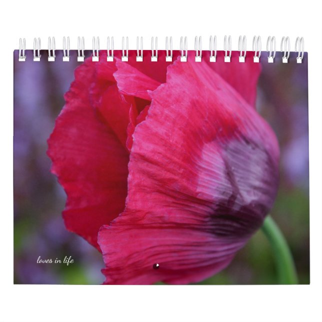 Calendrier Fleur de pavot (Protection)
