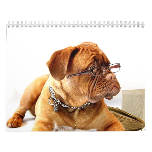 Calendrier Français Mastiff Dogue de Bordeaux Calendar (Protection)