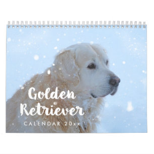 Calendrier Golden Retriever 2025 mensuel