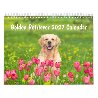 Calendrier Golden retriever 2027