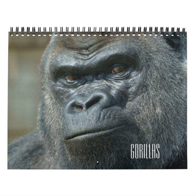 Calendrier Gorilla 2026 (Protection)